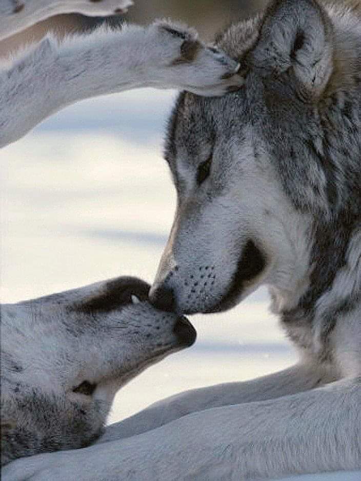 Wolf Introduction Introduction to Wolf